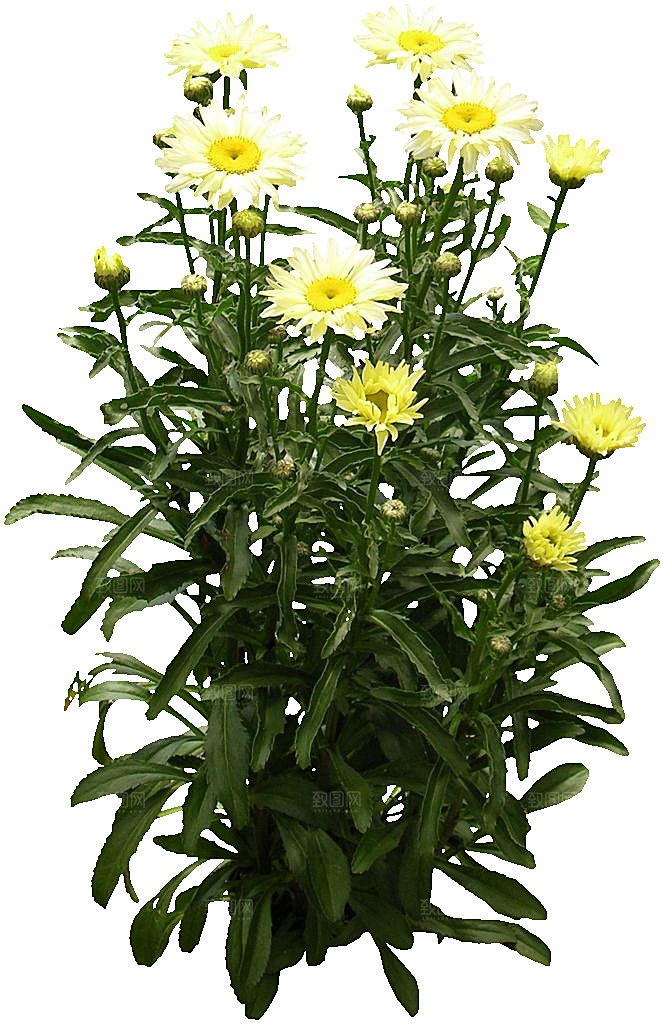 白色牛眼菊鲜花png素材