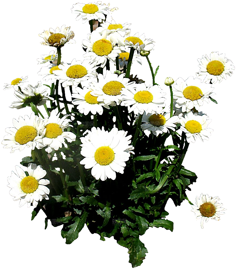 白色牛眼菊鲜花png素材