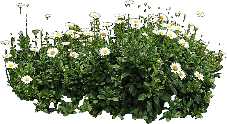 白色牛眼菊鲜花png素材