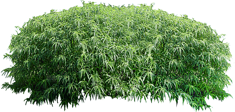 女贞树木png素材