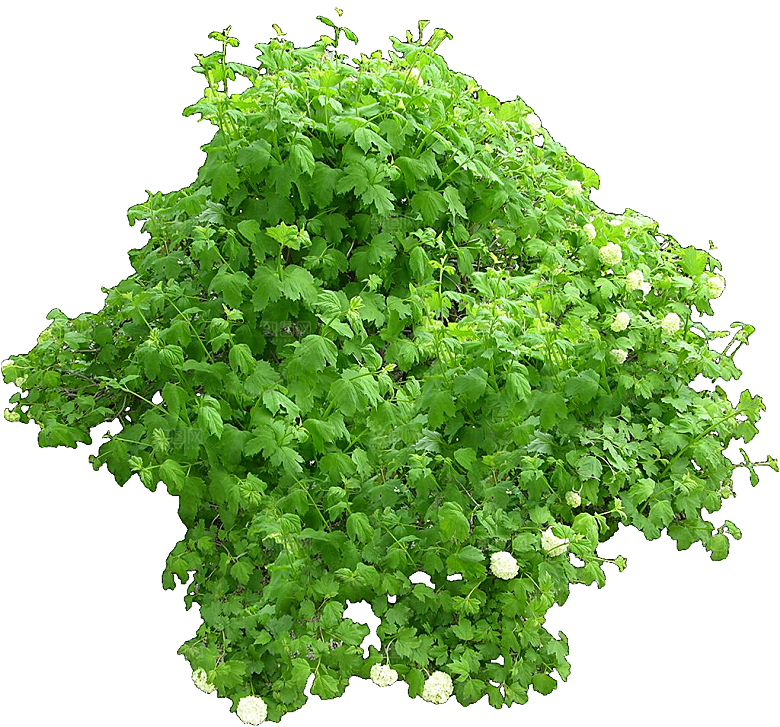 欧洲绣球花卉树木png
