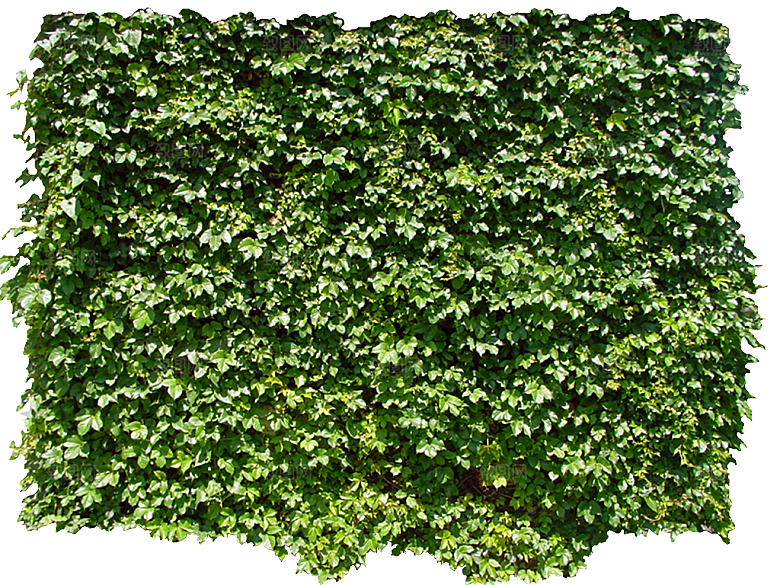 五叶爬山虎植物png素材