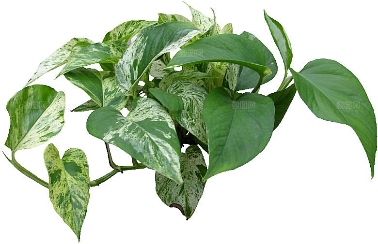 爬树龙花卉png