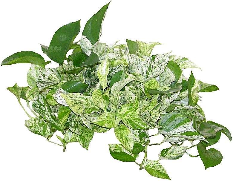 爬树龙花卉png
