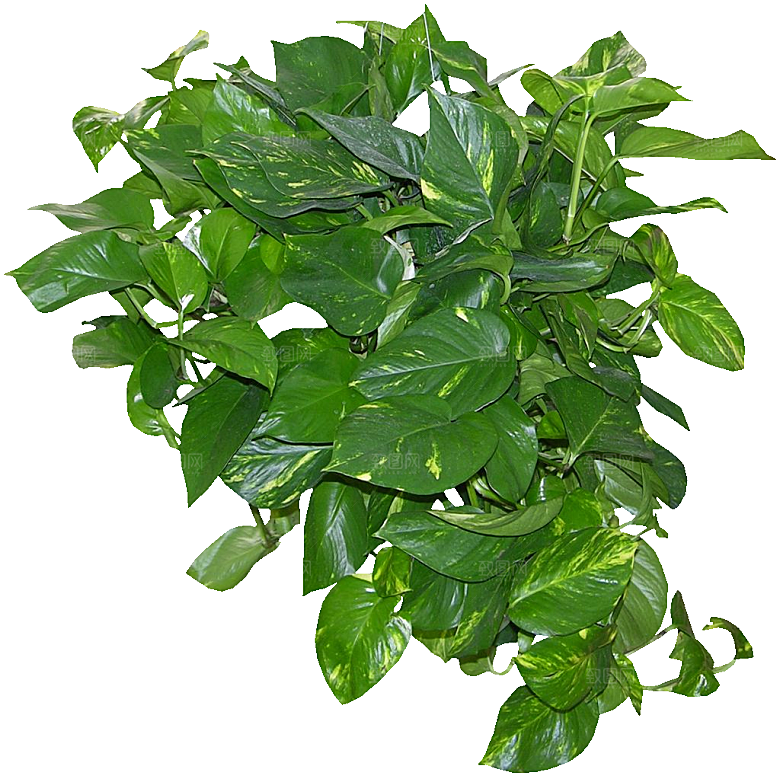 爬树龙花卉png
