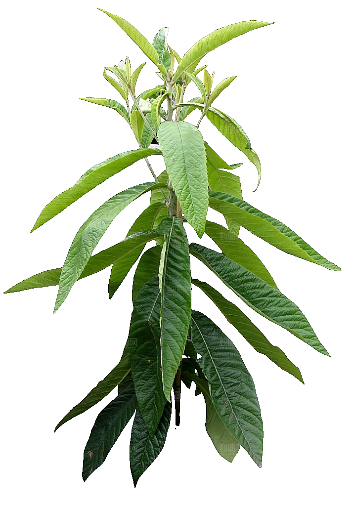 枇杷花卉png素材