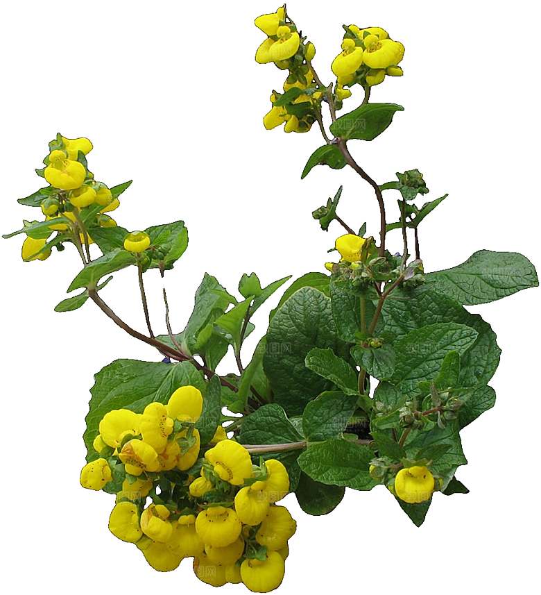 蒲包花鲜花png素材