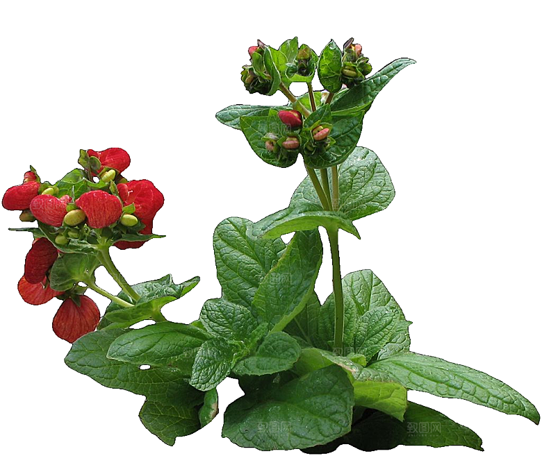 蒲包花鲜花png素材