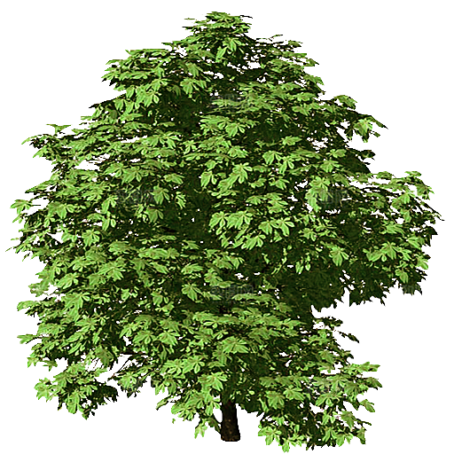 七叶树木植物png素材