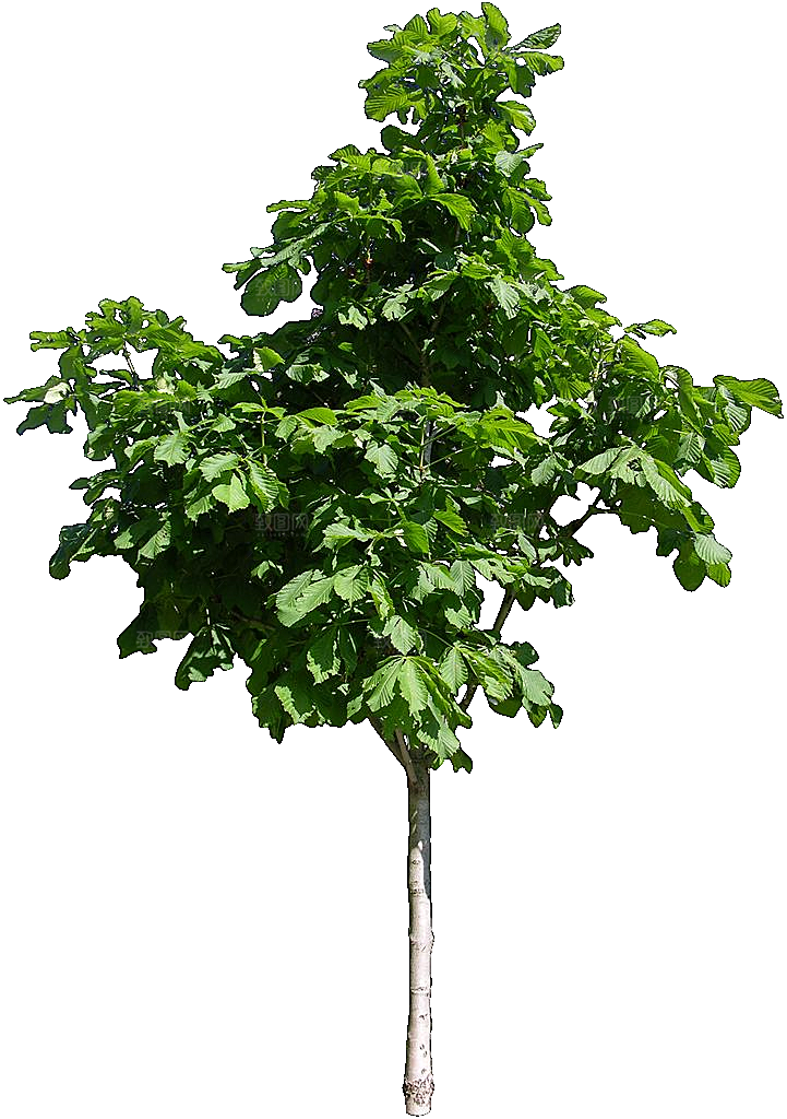 七叶树木植物png素材