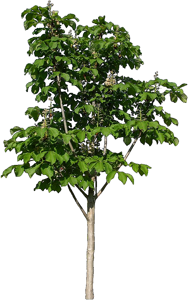 七叶树木植物png素材