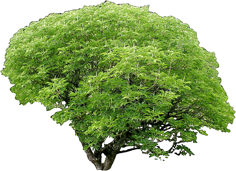 七叶树木植物png素材