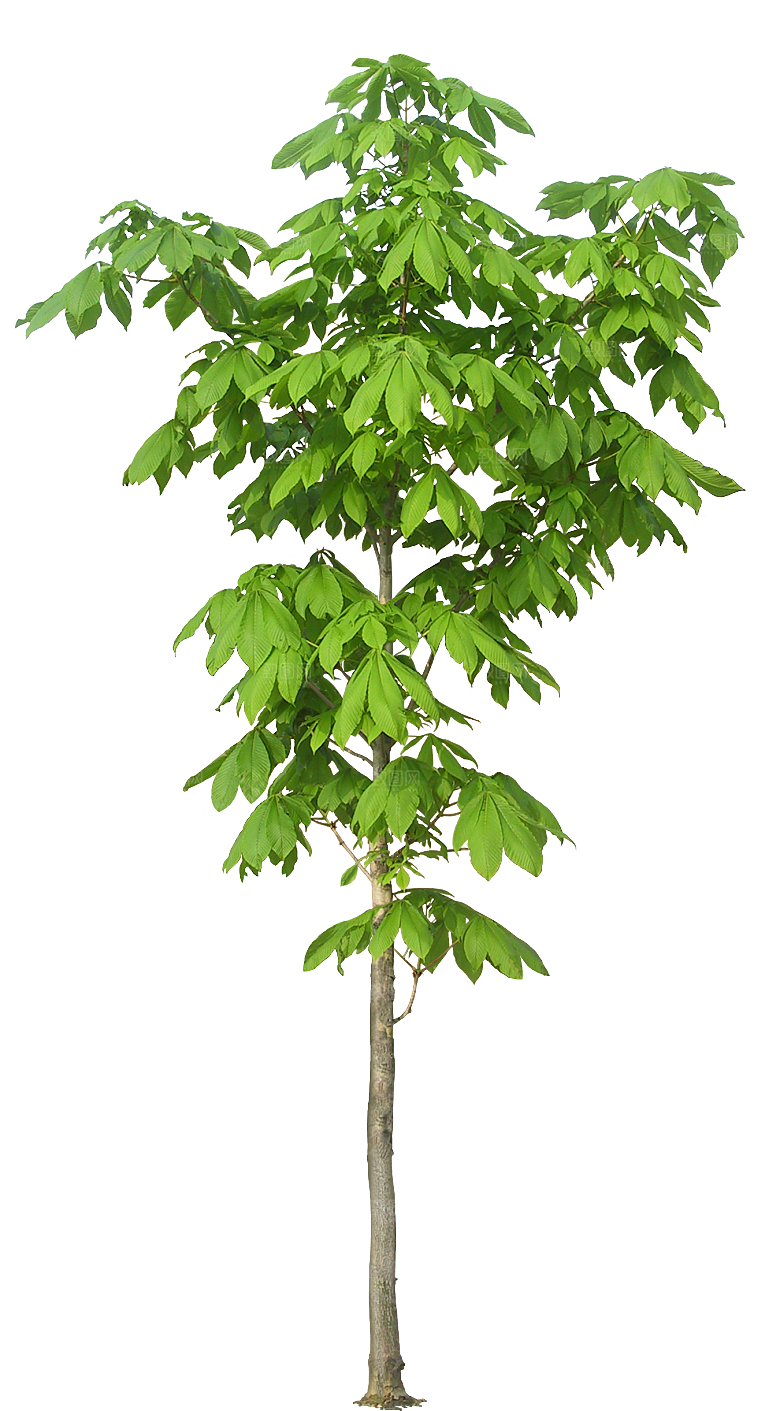 七叶树木植物png素材