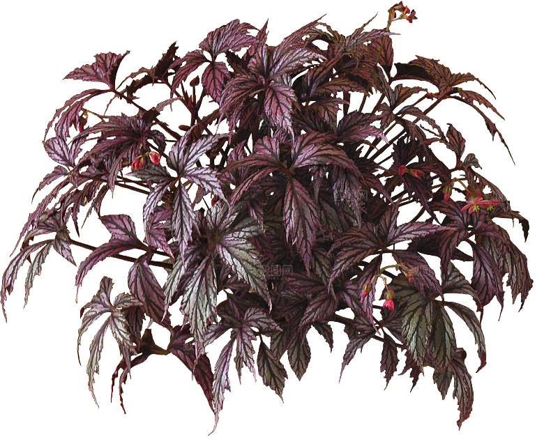 秋海棠花卉盆栽png