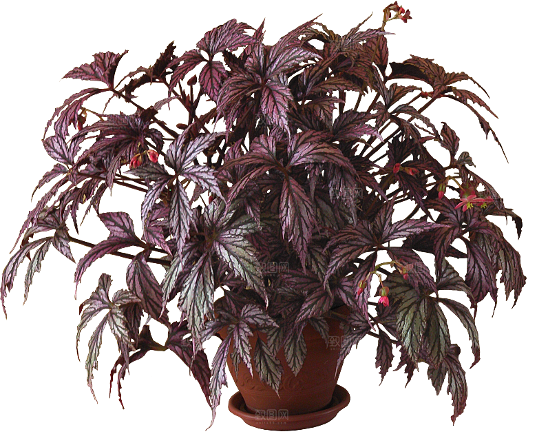 秋海棠花卉盆栽png