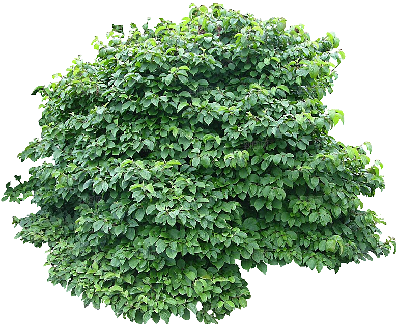日本绣球png素材