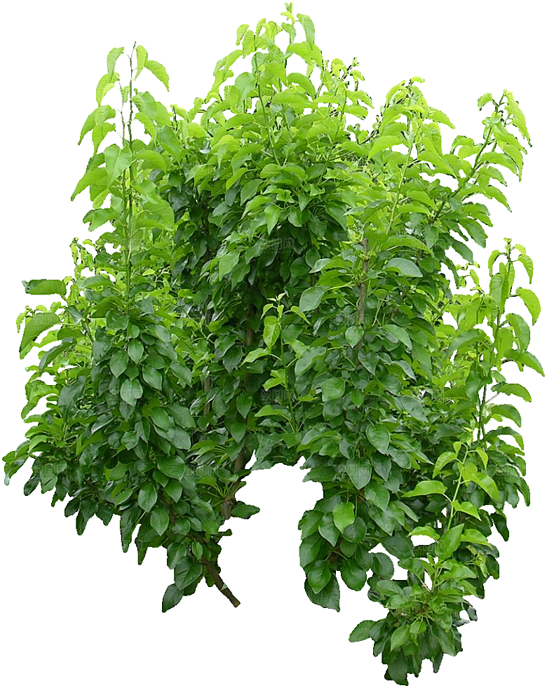桑橙png植物素材