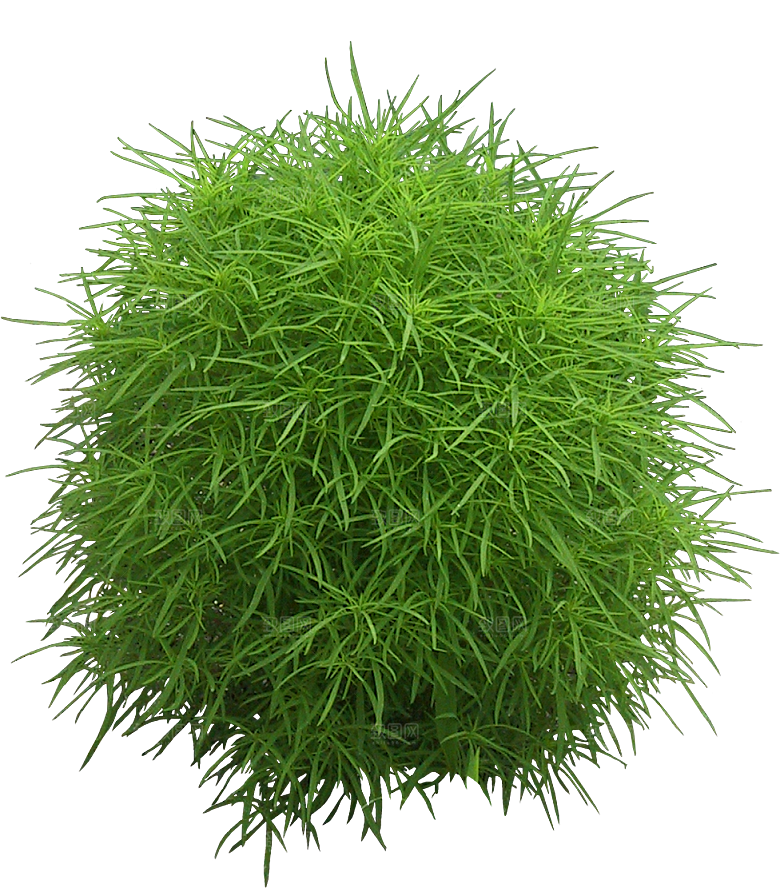 扫帚菜植物png素材