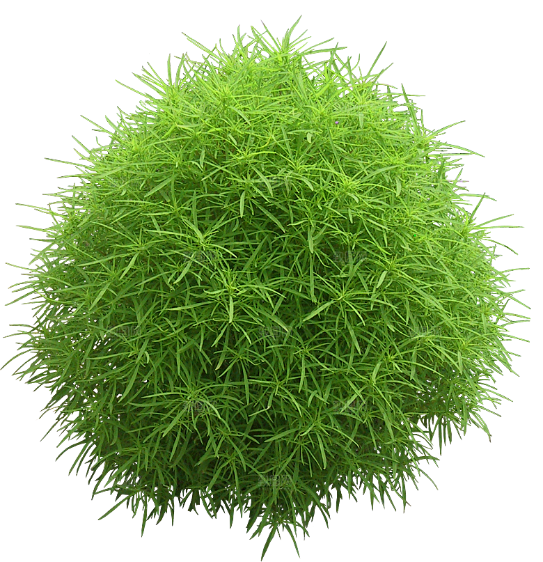 扫帚菜植物png素材