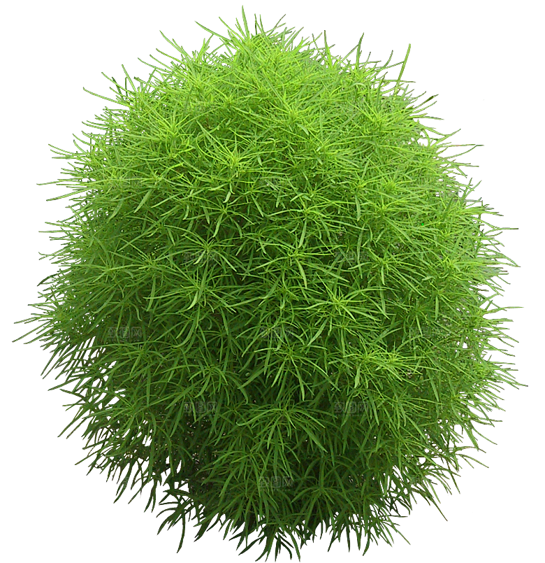 扫帚菜植物png素材