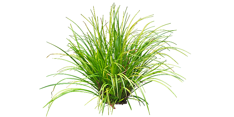 莎草植物png素材