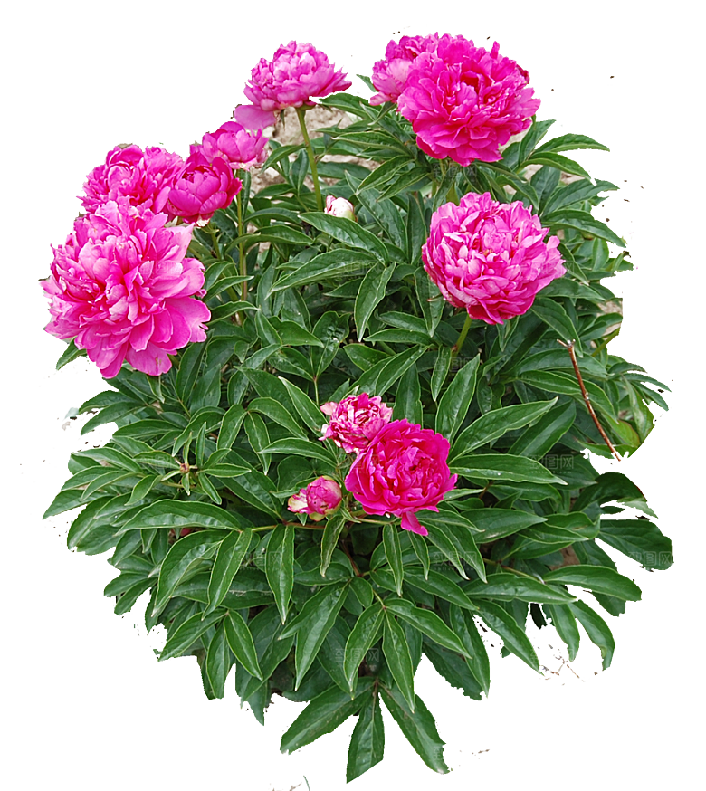 红色芍药花卉png素材