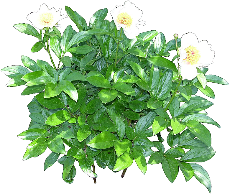 红色芍药花卉png素材