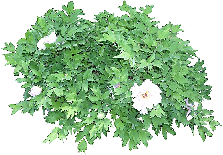 红色芍药花卉png素材