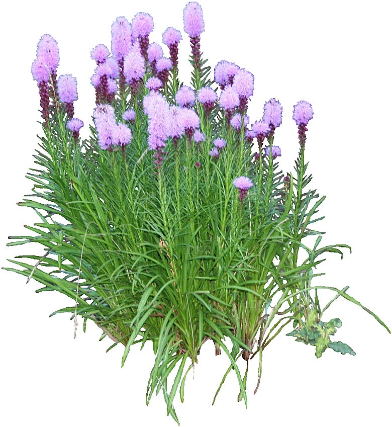 紫色蛇鞭菊png素材