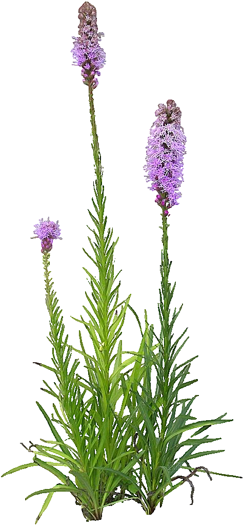 紫色蛇鞭菊png素材