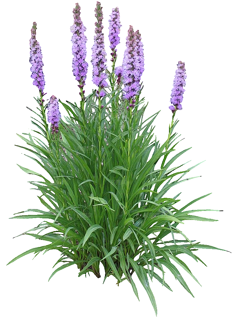 紫色蛇鞭菊png素材
