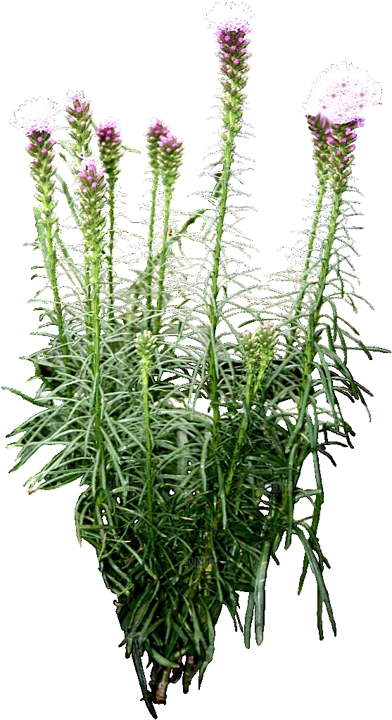 紫色蛇鞭菊png素材