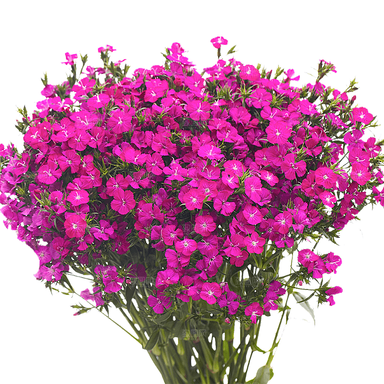 须苞石竹鲜花素材