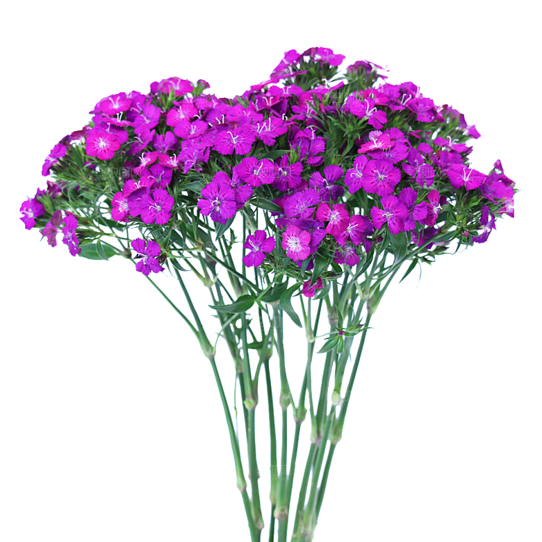 须苞石竹鲜花素材