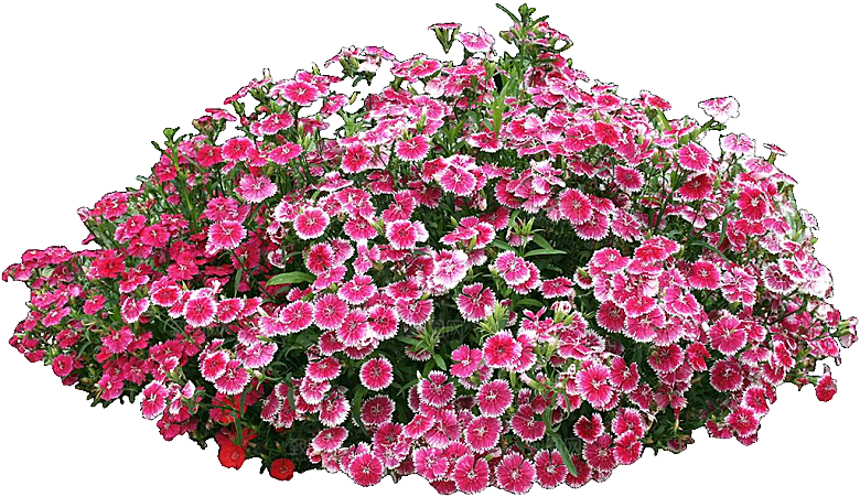 须苞石竹鲜花素材