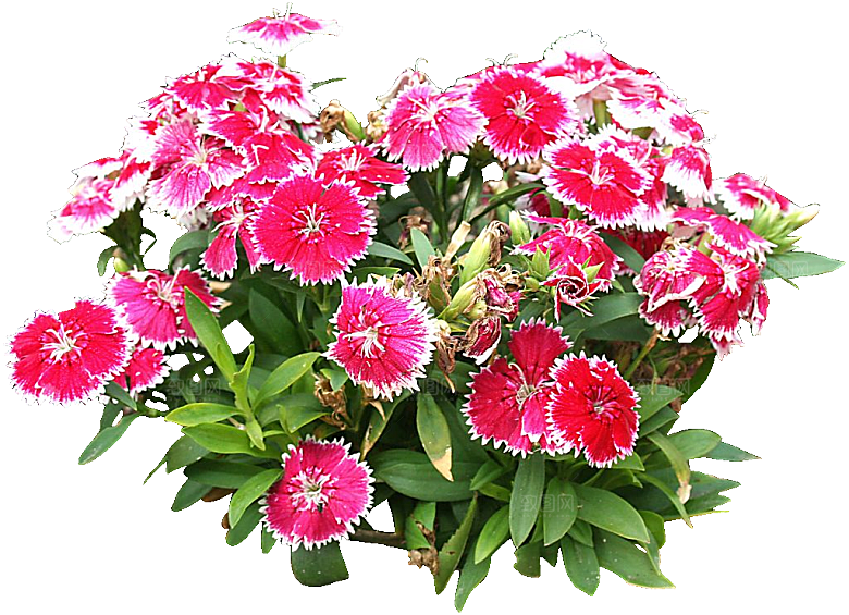 须苞石竹鲜花素材