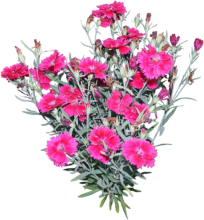 须苞石竹鲜花素材