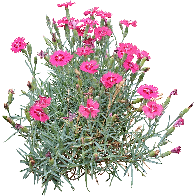 须苞石竹鲜花素材