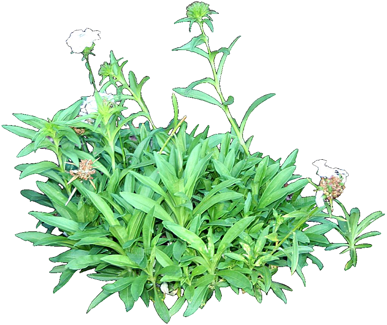 须苞石竹鲜花素材