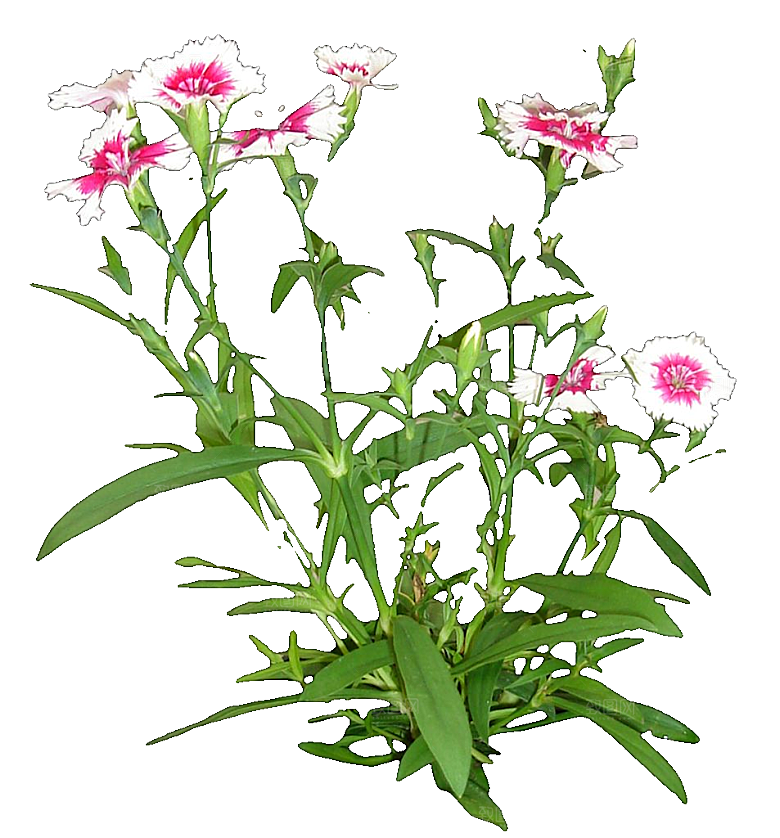 须苞石竹鲜花素材