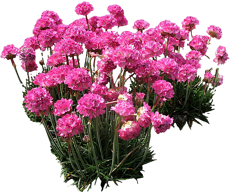 须苞石竹鲜花素材