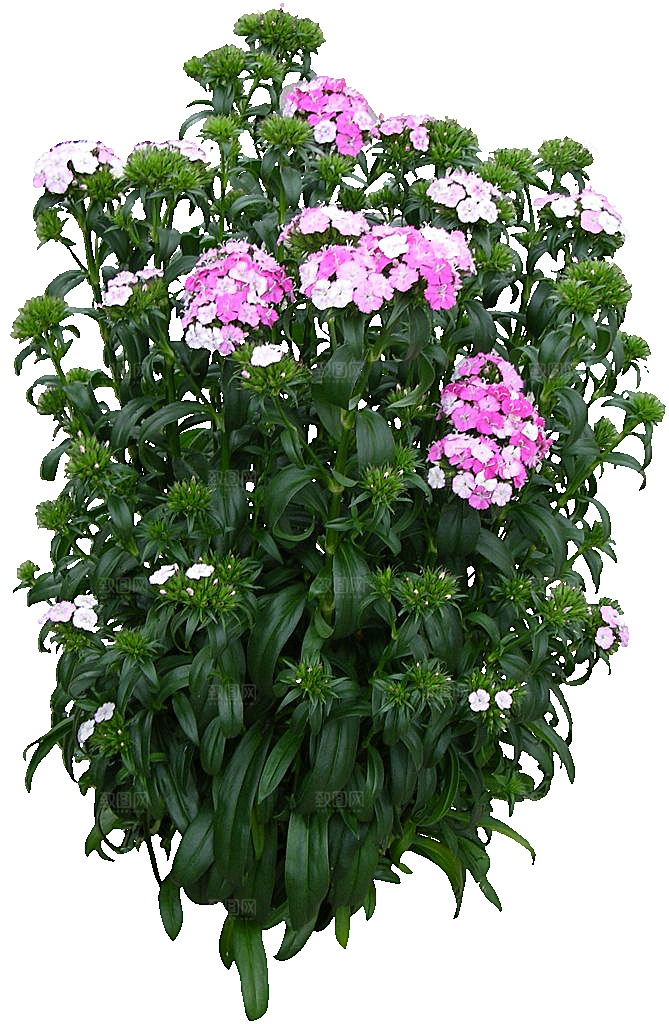 须苞石竹鲜花素材