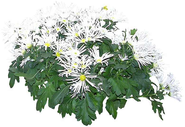 矢车菊png素材