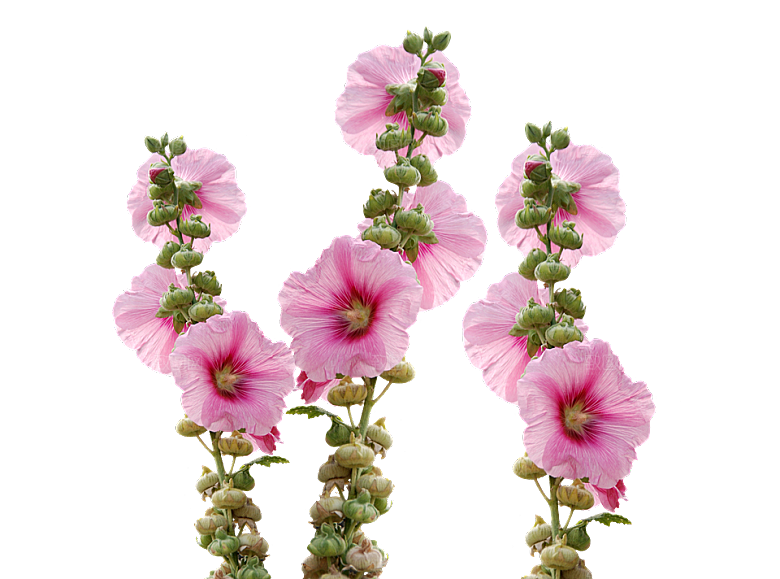 蜀葵花卉鲜花png素材
