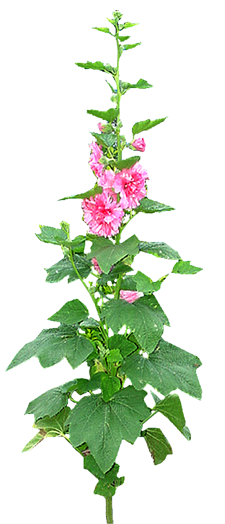 蜀葵花卉鲜花png素材