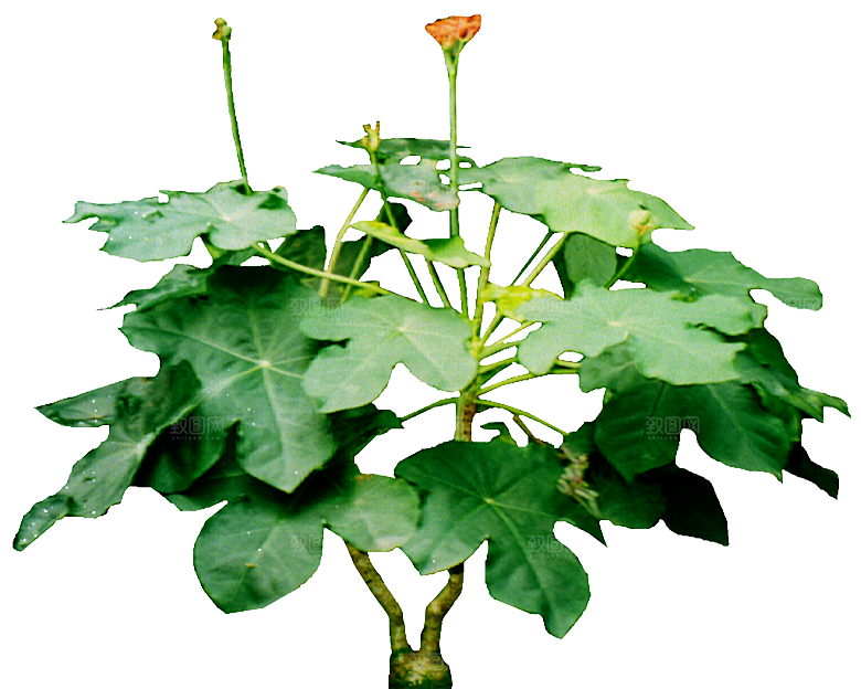 蜀葵花卉鲜花png素材