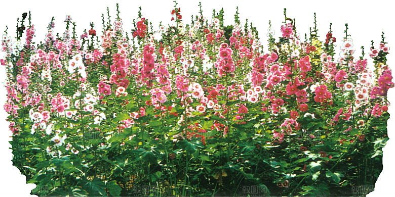 蜀葵花卉鲜花png素材