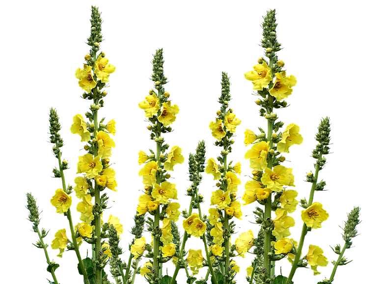 蜀葵花卉鲜花png素材