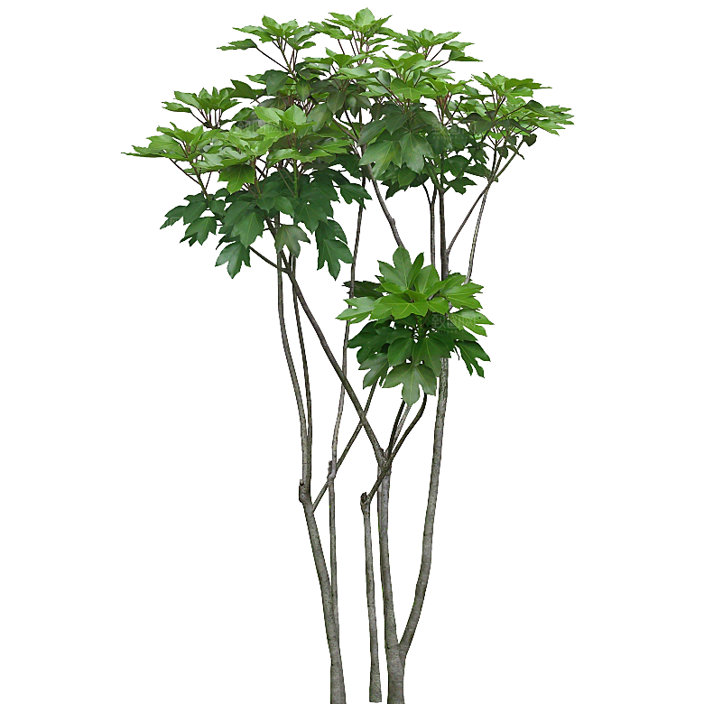 树参属植物png素材