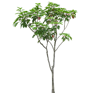 树参属植物png素材
